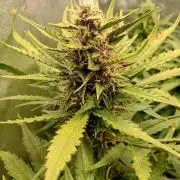 Purple Lemonade Auto RF3 Fastbuds