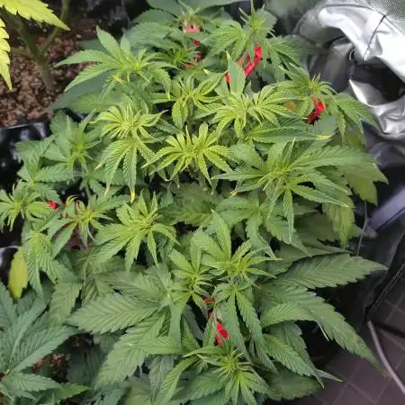 Green Gelato Auto RQS