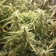 Chaos Cake Auto Anesia Seeds