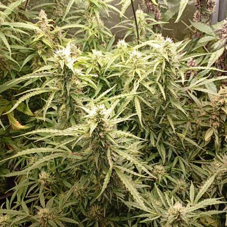Chaos Cake Auto Anesia Seeds