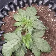 Sticky Broccoli Auto ZMA Eternity Cup'26