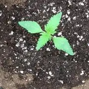 Permanent Marker Zamnesia