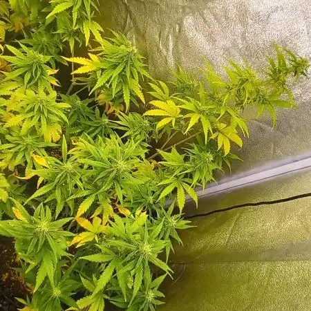 Grandmommy Purple Auto Herbiesseeds