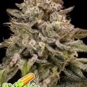 Pistachio Churro Auto Anesia Seeds