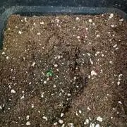 Banana Purple Punch Auto RF3 Fastbuds
