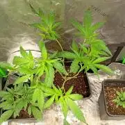 Mango Cherry Runtz F1 CHAMP F420