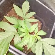 Glowberry Rush Auto Anesia Seeds