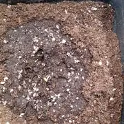 Wurlz F1 Auto Zamnesia