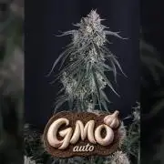 GMO Auto Fastbuds