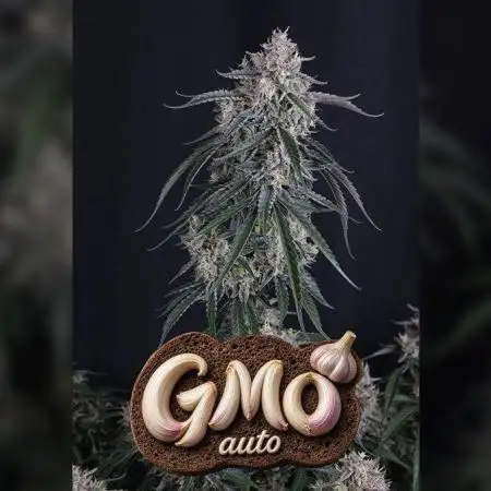 GMO Auto Fastbuds