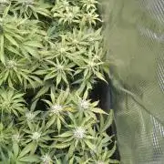 Grape Pop Rocks Auto Anesia Seeds