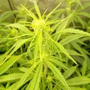 Apple Strudel Auto Fastbuds
