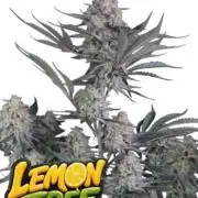 Lemon Tree Auto Fastbuds