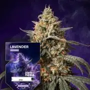 Linalool Grow - Lavender Auto Zamnesia