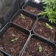 RF3 Auto Mixpack Fastbuds