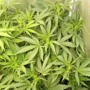 Space Cookies Auto Delicious Seeds