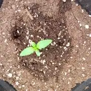 Green Gelato Auto RQS