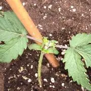 Purplematic CBD Royal Queen Seeds