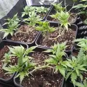 RF3 Auto Mixpack #1 Fastbuds