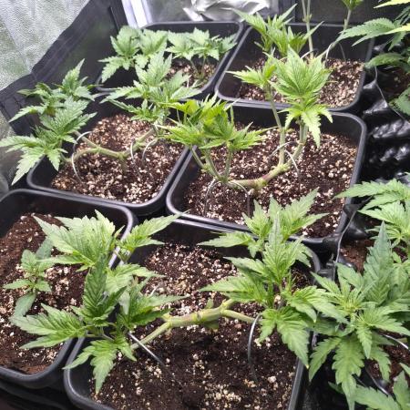 RF3 Auto Mixpack #1 Fastbuds