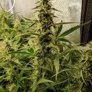 Green Gelato Auto RQS