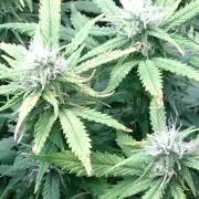Grape Pop Rocks Auto Anesia Seeds