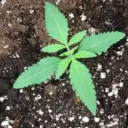 Green Gelato P#1 Royal Queen Seeds