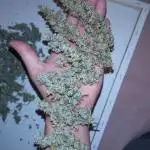 Blueberry Zkittlez Auto Sensi Seeds