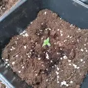 Purple Lemonade Auto RQS