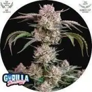 Strawberry Gorilla Auto Fastbuds