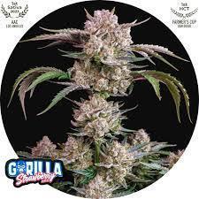 Strawberry Gorilla Auto Fastbuds