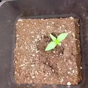 Guava Runtz Auto Fastbuds
