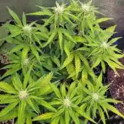 Cherry Cola RF3 Auto Fastbuds