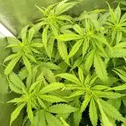 Glowberry Rush Auto Anesia Seeds