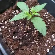 Strawberry Cheesecake Auto Barneys Farm