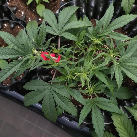Guava Auto Fastbuds