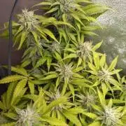 Cinderella Auto Fastbuds