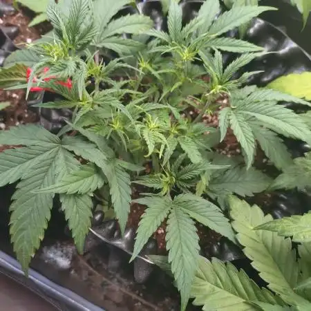 Guava Auto Fastbuds