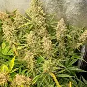 Green Gelato Auto RQS