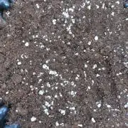 Cherry Cola RF3 P#2 F420 Eternity Cup'26