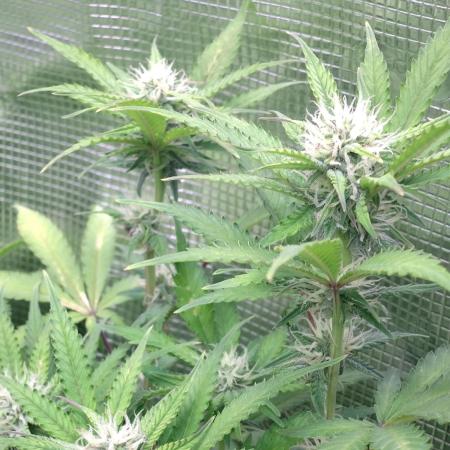 Cinderella Auto Fastbuds