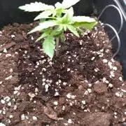 Strawberry Cheesecake Auto Barneys Farm