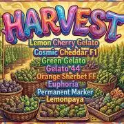 Lemon Cherry Gelato P#2 Barneys Farm