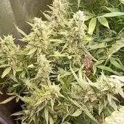 Big Bud Auto Fastbuds