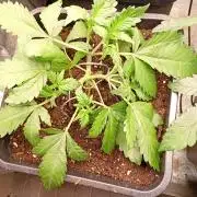 Purple Lemonade Auto RF3 Fastbuds