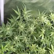 Cinderella Auto Fastbuds