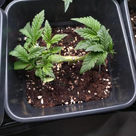 Purple Lemonade Auto RQS