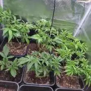 RF3 Auto Mixpack #1 Fastbuds