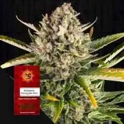 Strawberry Cheesecake Auto Barneys Farm