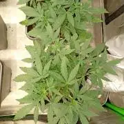 Lemon Cherry Sundae Auto Fastbuds
